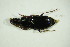  ( - GBOL10015)  @12 [ ] CreativeCommons - Attribution Non-Commercial Share-Alike (2015) Unspecified SNSB, Zoologische Staatssammlung Muenchen