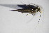  ( - GBOL10447)  @12 [ ] CreativeCommons - Attribution Non-Commercial Share-Alike (2015) Unspecified SNSB, Zoologische Staatssammlung Muenchen