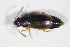  ( - GBOL10468)  @13 [ ] CreativeCommons - Attribution Non-Commercial Share-Alike (2015) Unspecified SNSB, Zoologische Staatssammlung Muenchen