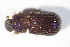  (Eledona - GBOL10582)  @14 [ ] CreativeCommons - Attribution Non-Commercial Share-Alike (2015) Unspecified SNSB, Zoologische Staatssammlung Muenchen