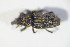  (Dryophthorini - GBOL10587)  @13 [ ] CreativeCommons - Attribution Non-Commercial Share-Alike (2015) Unspecified SNSB, Zoologische Staatssammlung Muenchen