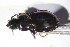  ( - GBOL10597)  @13 [ ] CreativeCommons - Attribution Non-Commercial Share-Alike (2015) Unspecified SNSB, Zoologische Staatssammlung Muenchen