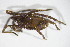  ( - GBOL10635)  @11 [ ] CreativeCommons - Attribution Non-Commercial Share-Alike (2015) Unspecified SNSB, Zoologische Staatssammlung Muenchen