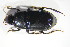  ( - GBOL10648)  @11 [ ] CreativeCommons - Attribution Non-Commercial Share-Alike (2015) Unspecified SNSB, Zoologische Staatssammlung Muenchen