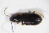  ( - GBOL10684)  @12 [ ] CreativeCommons - Attribution Non-Commercial Share-Alike (2015) Unspecified SNSB, Zoologische Staatssammlung Muenchen