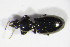  ( - GBOL10686)  @12 [ ] CreativeCommons - Attribution Non-Commercial Share-Alike (2015) Unspecified SNSB, Zoologische Staatssammlung Muenchen