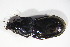  ( - GBOL10688)  @12 [ ] CreativeCommons - Attribution Non-Commercial Share-Alike (2015) Unspecified SNSB, Zoologische Staatssammlung Muenchen
