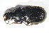  ( - GBOL10690)  @11 [ ] CreativeCommons - Attribution Non-Commercial Share-Alike (2015) Unspecified SNSB, Zoologische Staatssammlung Muenchen