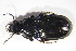 ( - GBOL10691)  @14 [ ] CreativeCommons - Attribution Non-Commercial Share-Alike (2015) Unspecified SNSB, Zoologische Staatssammlung Muenchen