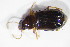  ( - GBOL10707)  @11 [ ] CreativeCommons - Attribution Non-Commercial Share-Alike (2015) Unspecified SNSB, Zoologische Staatssammlung Muenchen