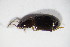  ( - GBOL10710)  @13 [ ] CreativeCommons - Attribution Non-Commercial Share-Alike (2015) Unspecified SNSB, Zoologische Staatssammlung Muenchen
