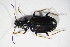  ( - GBOL10711)  @11 [ ] CreativeCommons - Attribution Non-Commercial Share-Alike (2015) Unspecified SNSB, Zoologische Staatssammlung Muenchen