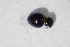  (Clambus spACT8017 - GBOL10741)  @12 [ ] CreativeCommons - Attribution Non-Commercial Share-Alike (2015) Unspecified SNSB, Zoologische Staatssammlung Muenchen