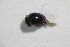  (Clambus spACT6794 - GBOL10747)  @12 [ ] CreativeCommons - Attribution Non-Commercial Share-Alike (2015) Unspecified SNSB, Zoologische Staatssammlung Muenchen