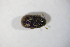  (Phloeosinus spACT7594 - GBOL10780)  @12 [ ] CreativeCommons - Attribution Non-Commercial Share-Alike (2015) Unspecified SNSB, Zoologische Staatssammlung Muenchen