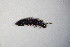  (Anotylus spACT8576 - GBOL10795)  @13 [ ] CreativeCommons - Attribution Non-Commercial Share-Alike (2015) Unspecified SNSB, Zoologische Staatssammlung Muenchen
