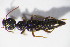  ( - GBOL10828)  @12 [ ] CreativeCommons - Attribution Non-Commercial Share-Alike (2015) Unspecified SNSB, Zoologische Staatssammlung Muenchen