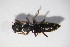  ( - GBOL10837)  @13 [ ] CreativeCommons - Attribution Non-Commercial Share-Alike (2015) Unspecified SNSB, Zoologische Staatssammlung Muenchen