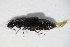  ( - GBOL10870)  @12 [ ] CreativeCommons - Attribution Non-Commercial Share-Alike (2015) Unspecified SNSB, Zoologische Staatssammlung Muenchen