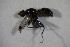  ( - GBOL11390)  @12 [ ] CreativeCommons - Attribution Non-Commercial Share-Alike (2015) Unspecified SNSB, Zoologische Staatssammlung Muenchen