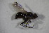  ( - GBOL11392)  @12 [ ] CreativeCommons - Attribution Non-Commercial Share-Alike (2015) Unspecified SNSB, Zoologische Staatssammlung Muenchen