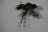  ( - GBOL11419)  @12 [ ] CreativeCommons - Attribution Non-Commercial Share-Alike (2015) Unspecified SNSB, Zoologische Staatssammlung Muenchen