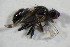  ( - GBOL11440)  @12 [ ] CreativeCommons - Attribution Non-Commercial Share-Alike (2015) Unspecified SNSB, Zoologische Staatssammlung Muenchen