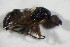  (Sepsis violacea - GBOL11443)  @13 [ ] CreativeCommons - Attribution Non-Commercial Share-Alike (2015) Unspecified SNSB, Zoologische Staatssammlung Muenchen