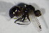 ( - GBOL11445)  @12 [ ] CreativeCommons - Attribution Non-Commercial Share-Alike (2015) Unspecified SNSB, Zoologische Staatssammlung Muenchen