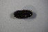  (Melitaea neglecta - GBOL13061)  @12 [ ] CreativeCommons - Attribution Non-Commercial Share-Alike (2015) Unspecified SNSB, Zoologische Staatssammlung Muenchen