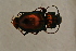  ( - GBOL13703)  @12 [ ] CreativeCommons - Attribution Non-Commercial Share-Alike (2015) Unspecified SNSB, Zoologische Staatssammlung Muenchen