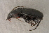  ( - GBOL13707)  @12 [ ] CreativeCommons - Attribution Non-Commercial Share-Alike (2015) Unspecified SNSB, Zoologische Staatssammlung Muenchen