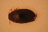  ( - GBOL13730)  @12 [ ] CreativeCommons - Attribution Non-Commercial Share-Alike (2015) Unspecified SNSB, Zoologische Staatssammlung Muenchen