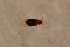  ( - GBOL14605)  @11 [ ] CreativeCommons - Attribution Non-Commercial Share-Alike (2015) Unspecified SNSB, Zoologische Staatssammlung Muenchen