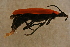  ( - GBOL14612)  @12 [ ] CreativeCommons - Attribution Non-Commercial Share-Alike (2015) Unspecified SNSB, Zoologische Staatssammlung Muenchen