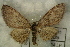  ( - GBOL14617)  @13 [ ] CreativeCommons - Attribution Non-Commercial Share-Alike (2015) Unspecified SNSB, Zoologische Staatssammlung Muenchen