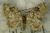  ( - GBOL14618)  @13 [ ] CreativeCommons - Attribution Non-Commercial Share-Alike (2015) Unspecified SNSB, Zoologische Staatssammlung Muenchen