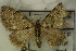  ( - GBOL14619)  @13 [ ] CreativeCommons - Attribution Non-Commercial Share-Alike (2015) Unspecified SNSB, Zoologische Staatssammlung Muenchen