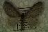  ( - GBOL14623)  @12 [ ] CreativeCommons - Attribution Non-Commercial Share-Alike (2015) Unspecified SNSB, Zoologische Staatssammlung Muenchen