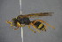  ( - GBOL15134)  @13 [ ] CreativeCommons - Attribution Non-Commercial Share-Alike (2015) Unspecified SNSB, Zoologische Staatssammlung Muenchen