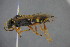  ( - GBOL15135)  @13 [ ] CreativeCommons - Attribution Non-Commercial Share-Alike (2015) Unspecified SNSB, Zoologische Staatssammlung Muenchen
