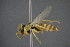  ( - GBOL15143)  @11 [ ] CreativeCommons - Attribution Non-Commercial Share-Alike (2015) Unspecified SNSB, Zoologische Staatssammlung Muenchen