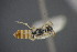  ( - GBOL15146)  @12 [ ] CreativeCommons - Attribution Non-Commercial Share-Alike (2015) Unspecified SNSB, Zoologische Staatssammlung Muenchen