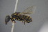  ( - GBOL15163)  @13 [ ] CreativeCommons - Attribution Non-Commercial Share-Alike (2015) Unspecified SNSB, Zoologische Staatssammlung Muenchen