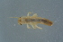  (Leuctra braueri - GBOL17455)  @14 [ ] CreativeCommons - Attribution Non-Commercial Share-Alike (2015) Unspecified SNSB, Zoologische Staatssammlung Muenchen