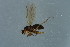  ( - GBOL17520)  @12 [ ] CreativeCommons - Attribution Non-Commercial Share-Alike (2015) Unspecified SNSB, Zoologische Staatssammlung Muenchen