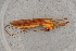  ( - GBOL17669)  @11 [ ] CreativeCommons - Attribution Non-Commercial Share-Alike (2015) Unspecified SNSB, Zoologische Staatssammlung Muenchen