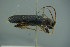  ( - GBOL17707)  @12 [ ] CreativeCommons - Attribution Non-Commercial Share-Alike (2015) Unspecified SNSB, Zoologische Staatssammlung Muenchen