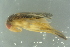  ( - GBOL18782)  @12 [ ] CreativeCommons - Attribution Non-Commercial Share-Alike (2016) SNSB, Staatliche Naturwissenschaftliche Sammlungen Bayerns ZSM (SNSB, Zoologische Staatssammlung Muenchen)