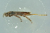  ( - GBOL18796)  @12 [ ] CreativeCommons - Attribution Non-Commercial Share-Alike (2016) SNSB, Staatliche Naturwissenschaftliche Sammlungen Bayerns ZSM (SNSB, Zoologische Staatssammlung Muenchen)